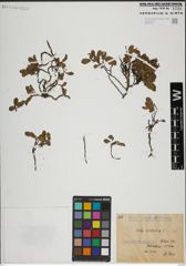 Foto von Salix herbacea L.